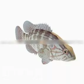 Perch Fish 3d model