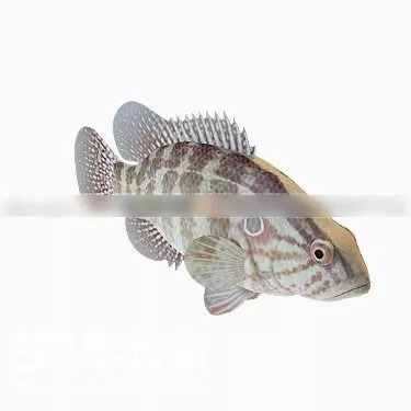 Shiny Goldfish 3d model