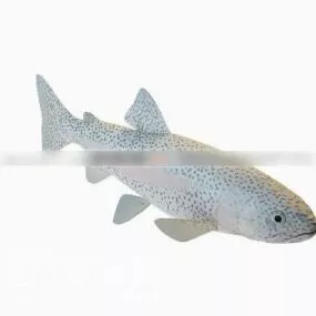 Ray Finned Fish 3d model