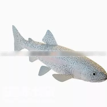 Ray Finned Fish 3d model Ray Finned Fish 3d model