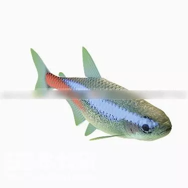 Fangtooth Fish 3d model