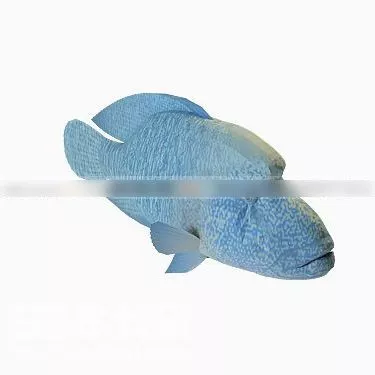 Betta Fish 3d model