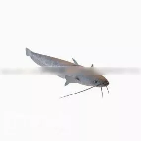 Airbreathing Catfishes Fish 3d model