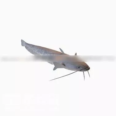 Pike Fish 3d model