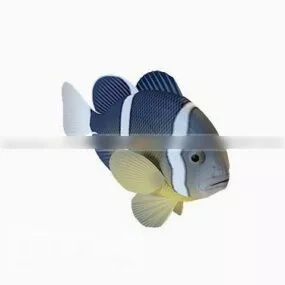Pomacanthidae Fish 3d model