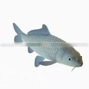 Pattammal Fish 3d model