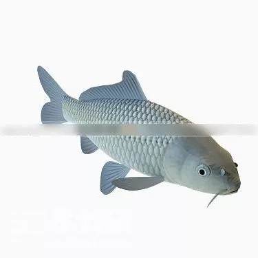 Pattammal Fish 3d model Pattammal Fish 3d model