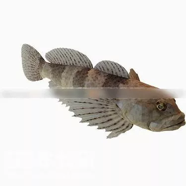 Animated Brycon Fish 3d model