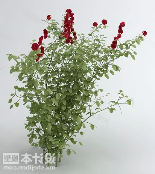 Plant Shrubbery 3d model