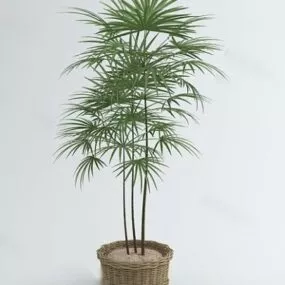 Rattan Potted Plant 3d model