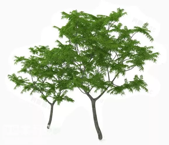 Garden Common Tree 3d model Garden Common Tree 3d model