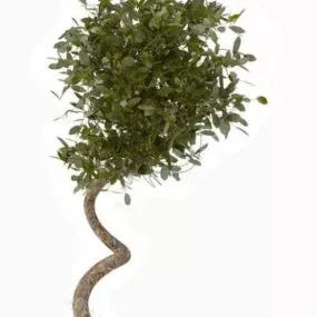 Curved Branches Tree 3d model