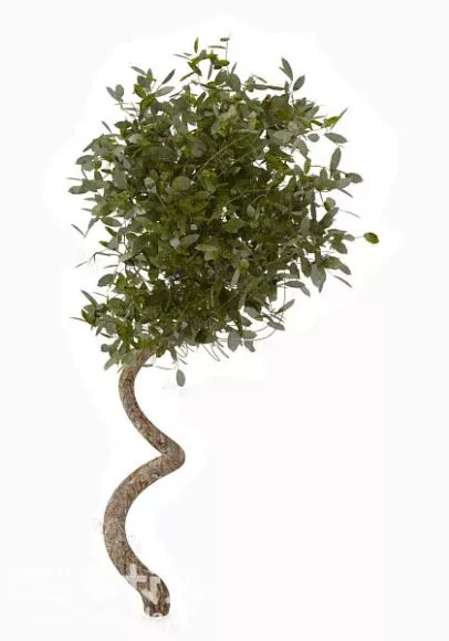 Curved Branches Tree 3d model Curved Branches Tree 3d model