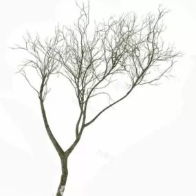 Dry Tree Plant 3d model