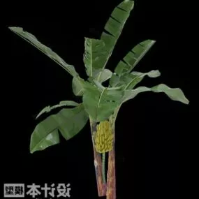 Realistic Banana Tree 3d model