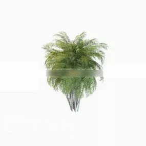 Indoor Plant Bush 3d model