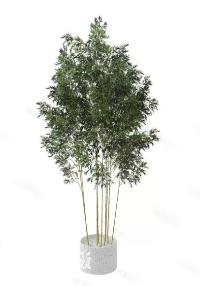 Bamboo Grove Plant 3d model