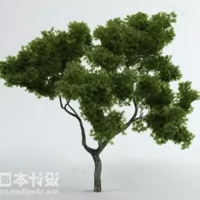 Beauty Tree Plant 3d model