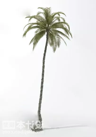Tall Coconut Tree 3d model