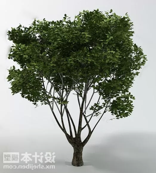 Broad Leaf Tree Plant 3d model Broad Leaf Tree Plant 3d model