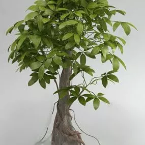 Big Branches Tree 3d model