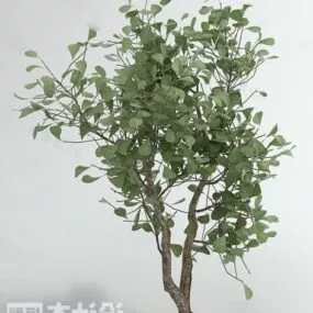 Guava Tree 3d model