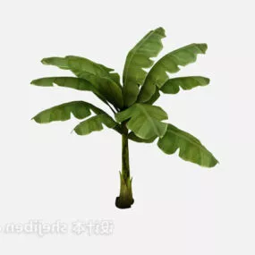 Garden Small Banana Tree 3d model