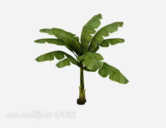 Garden Small Banana Tree 3d model Garden Small Banana Tree 3d model