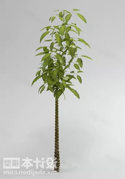 Small Leaf Garden Tree 3d model Small Leaf Garden Tree 3d model