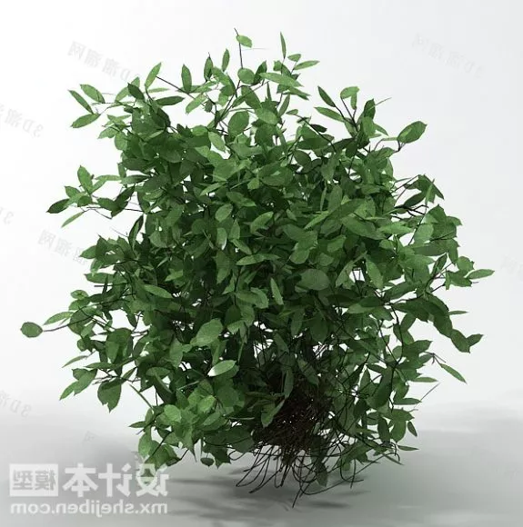 Papyrus Plants Bushes 3d model