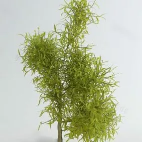 Green Tree With Small Leaf 3d model
