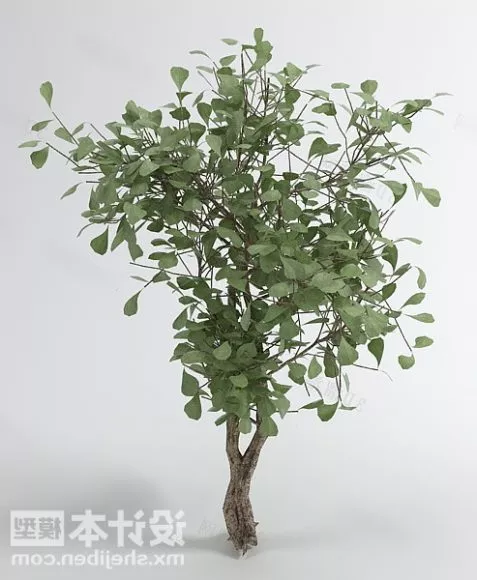Common Tree 3d model Common Tree 3d model
