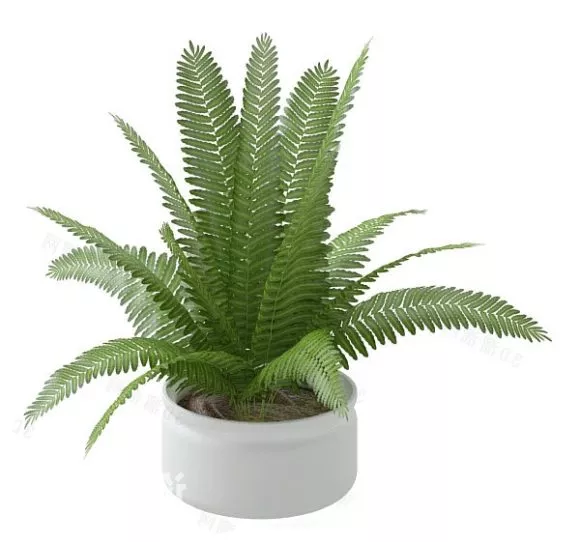 Plant In Bucket 3d model