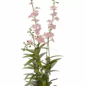 Indoor Pot Plant With Red Flower 3d model
