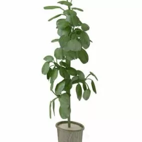 Small Plant In Pot 3d model