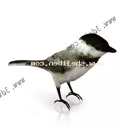 Wild Sparrow 3d model