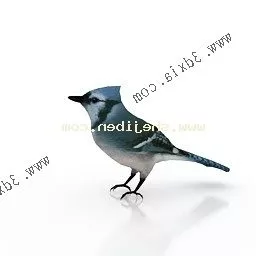 Wild Blue Jay Animal 3d model