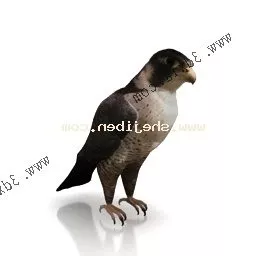 Hawk 3d model