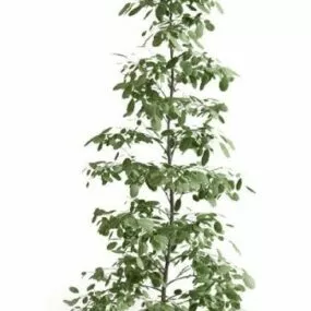 Leaf Potted Plant 3d model