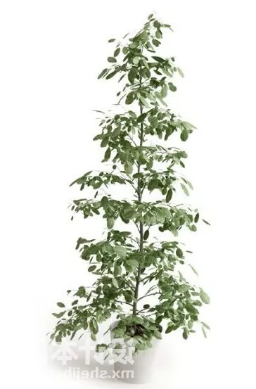 Flowering Plum Bonsai Tree 3d model