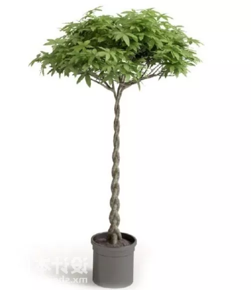 Interior Viewing Decoration Potted Plant 3d model