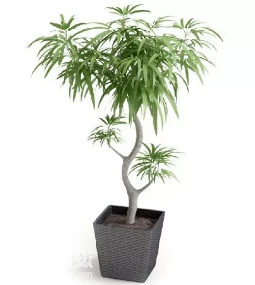 Curved Tree Potted Plant 3d model Curved Tree Potted Plant 3d model