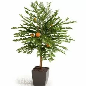 Interior Potted Pine Plant 3d model