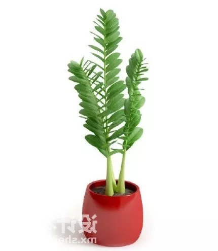 Potted Tree Bamboo 3d model