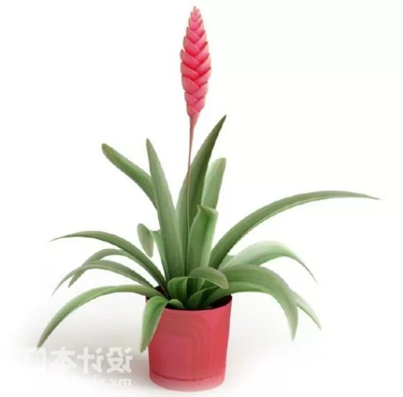 Large Indoor Potted Plant V1 3d model
