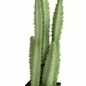 Potted Plant Cactus Tree 3d model