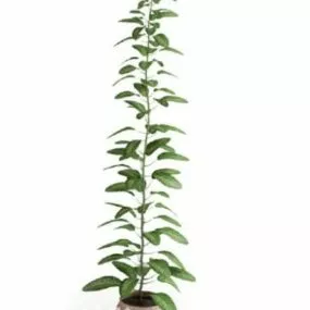 Potted Plant Small Leaf Tree 3d model