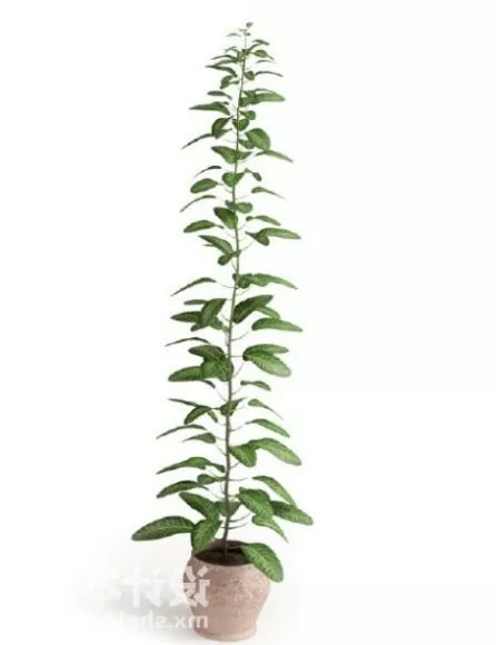 Potted Plant Small Leaf Tree 3d model Potted Plant Small Leaf Tree 3d model