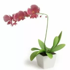 Flower Potted Plant White Porcelain Vase 3d model
