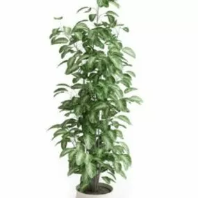 Big Potted Plant Tree Home Decoration 3d model